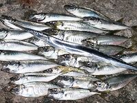 Меганом: дополнил тему снимками, чутка по ветру и про точки