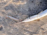 Меганом: дополнил тему снимками, чутка по ветру и про точки