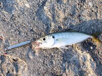 Меганом: дополнил тему снимками, чутка по ветру и про точки