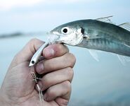 Меганом: дополнил тему снимками, чутка по ветру и про точки