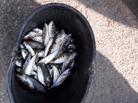 Морская рыбалка в Крыму: пикша и окунь с 55 м, самодур и насадка кальмар