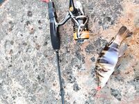 Геленджик - микроджиг и маракуя, ловля карася, скорпены, окуня и чёрного горбыля