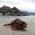 Крым, Балаклава и Евпатория: пилькеры, фидер, микроджиг, сентябрь