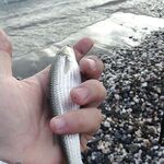 Крым, Балаклава и Евпатория: пилькеры, фидер, микроджиг, сентябрь