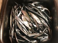 Севастополь: нержавейка Ферина 74 косит саргана у камней