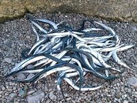 Парковое: саргановый раздавай на Ферину с берега, первый опыт