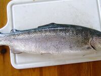 Сочи, помимо ставриды и барабульки попалась интересная незнакомка