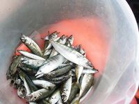 Лазаревское, первый опыт: ставка, пеламида и шторм под ливнем в финале