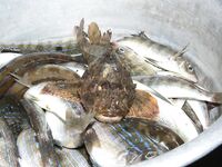 Сочи, конец преднерестового жора окуня у берега, окна капризные уже