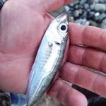 Сочи и окрестности - ловля саргана после шторма, мутная вода и дальний выход рыбы