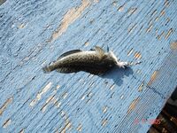 Пансионат Ивушка, Лоо: барабулька и бычок, ставрида на самодур с катера