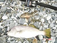 Пансионат Ивушка, Лоо: барабулька и бычок, ставрида на самодур с катера