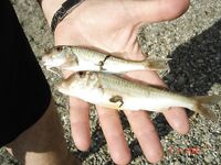 Пансионат Ивушка, Лоо: барабулька и бычок, ставрида на самодур с катера