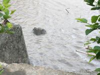 Река Аше, Сочи: стритфишинг, голавль на нахлыст, вода как кофе после ливня