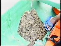 Сочи шельф без плетни и джига, камбала до 3 кг, хек и сельдь по восходу