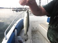 Адлер, Большой Сочи: самодуры, бомбарда, кефаль на чашку и секретный фарш