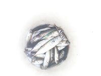 Адлер, Большой Сочи: самодуры, бомбарда, кефаль на чашку и секретный фарш