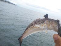 Адлер, Большой Сочи: самодуры, бомбарда, кефаль на чашку и секретный фарш