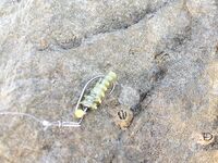 Сочи, первый спиннинг в сентябре: первые забросы по морю без трофеев пока