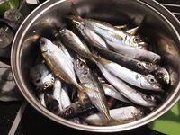 Морская рыбалка в Адлере: ставридка с камней вечером, простая снасть