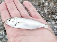 Сочи, Чёрное море: опознание рыбы и снасти под отводной поводок