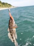 Морская рыбалка в Большом Сочи: ловлю без тюльпана, местная фауна клюёт