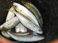 Алания воспоминания о выезде: лайтовая ловля днём, дорада бонусом