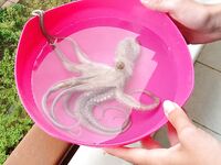 Морская рыбалка в Коньяалты на рассвете: старт сезона и тунец 140 кг