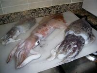 Морская рыбалка в Анталии зимой: прилёт, чемодан в угол и твич к прибою