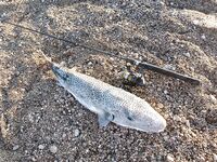 Анталия знакомство с берегом: камни, свалы, рыба на месте