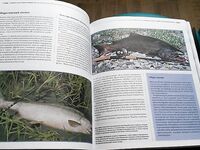 Анталия книги про море и новые приманки: пополнил рыболовный бокс