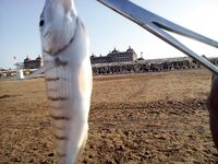 Сиде отчёт по отпуску: не блин комом, но и звёзд не хватал