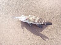 Сиде отчёт по отпуску: не блин комом, но и звёзд не хватал