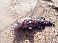 Сиде отчёт по отпуску: не блин комом, но и звёзд не хватал