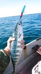 Чёрное море паламут на паламута: фото для сравнения, не моё