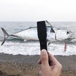 Анталия закатный час: скумбриевая родня и сикелявка на резину