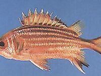 Сиде баркан деликатес: такого бы на сковородку с чесночком