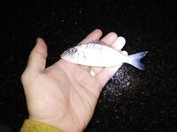Морская рыбалка в Анталии под дождём: одно окно с 4 до 9 и домой