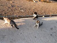 Сиде порт, кошки и ночная мелочь: сибас по воблерам в отказе