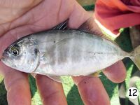 Анталийское побережье точка многоточий: пусть море само допишет финал