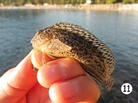 Анталийское побережье точка многоточий: пусть море само допишет финал