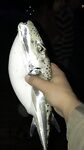 Манавгат устье и зубастая загадка: клыки под губой и аккуратный твич