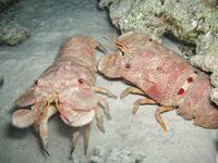 Туристические сувениры и рыболовный взгляд: сладости vs солёные истории