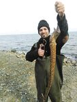 Кипр вечерняя кухня моря: мурена, как её готовят и почему осторожно