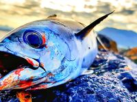 Кипр береговая хроника: вода остыла, рыба подошла к кромке