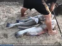 Морская рыбалка в Аланье: краткий отчёт по бомбарде и ночному минноу
