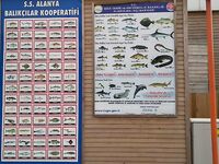 Бельдиби справочник по рыбам с берега: фото видов и подписи для новичка