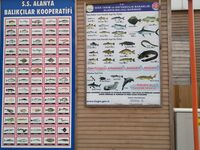Бельдиби справочник по рыбам с берега: фото видов и подписи для новичка