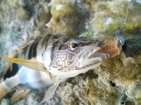 Белек флюр и ракушка: какой диаметр живёт дольше у камней