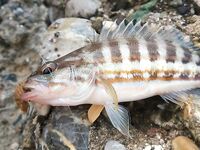 Белек флюр и ракушка: какой диаметр живёт дольше у камней